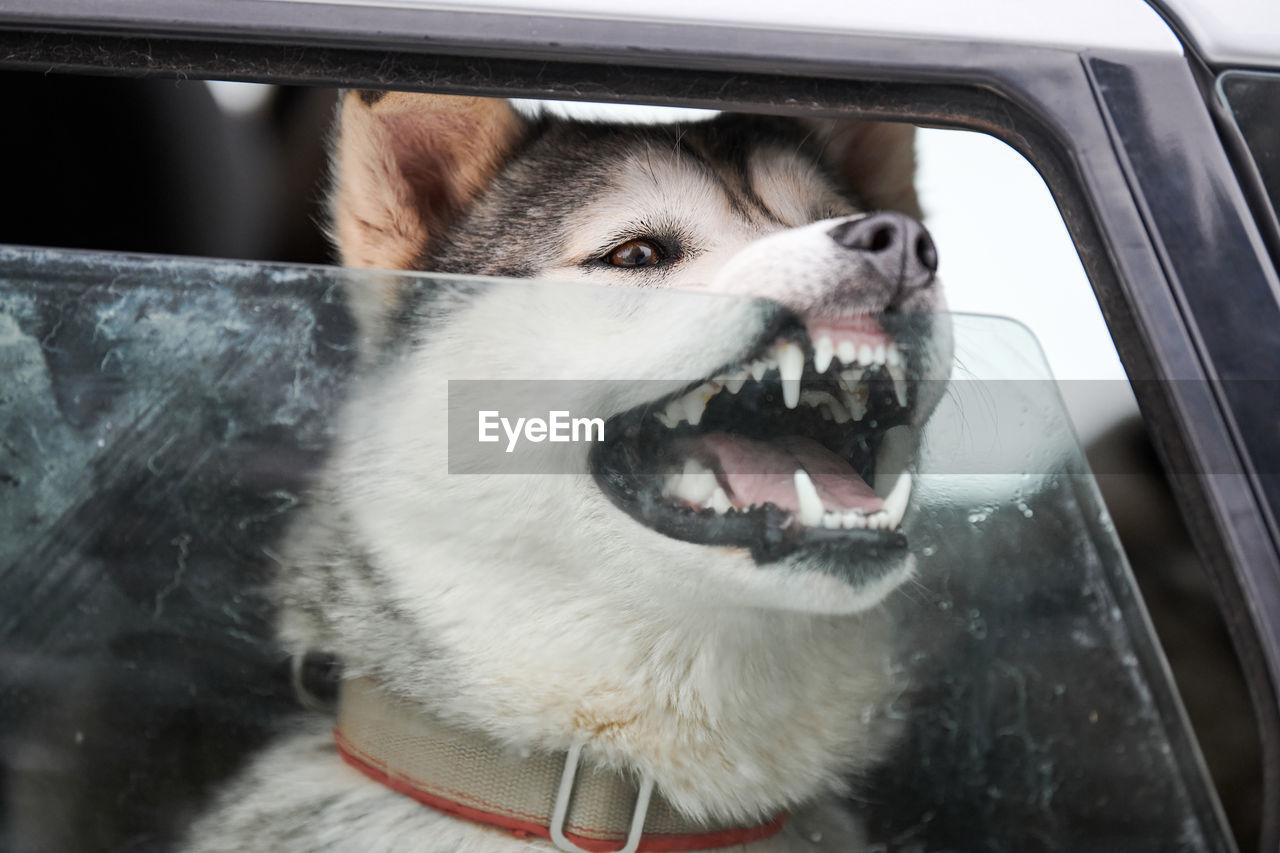 Husky sled dog in car, travel pet. dog locked inside car. funny husky dog, pet transportation