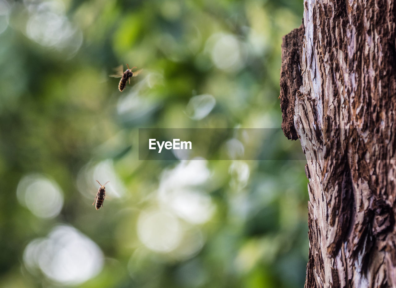 Close-up of bee flying