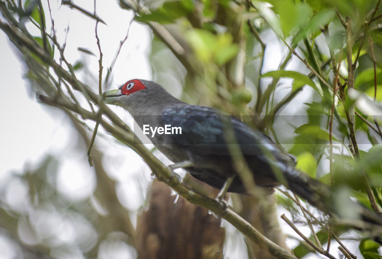 Low angle close-up of bird perching on branch