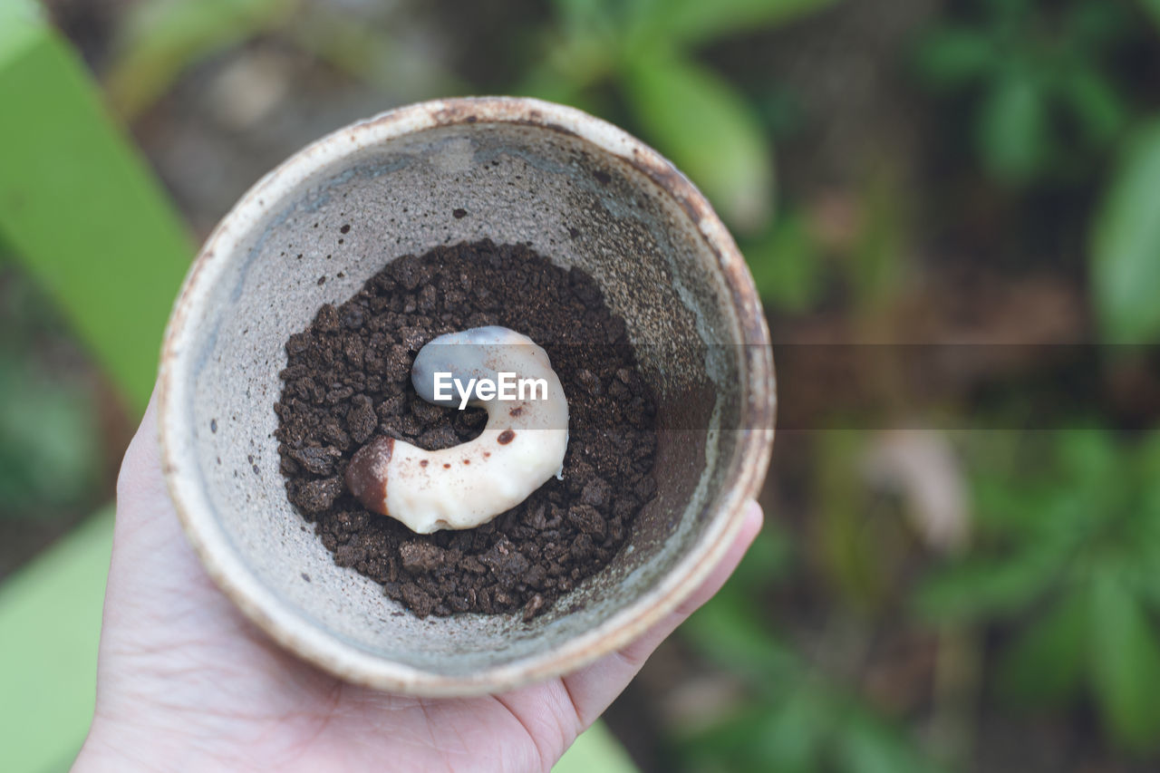 Handmade chocolate candy for valentine's day beetle larvae chocolate and cookie soil