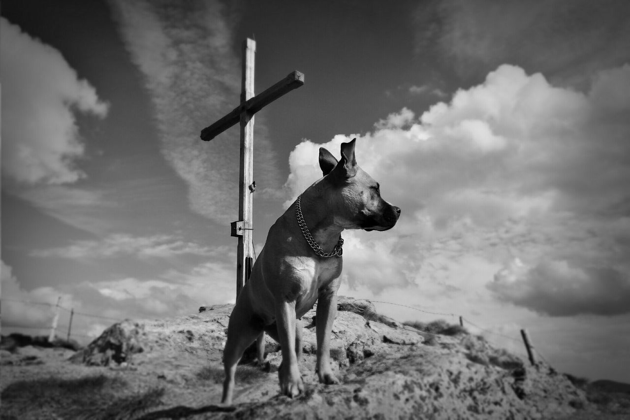 DOG STANDING ON BEACH