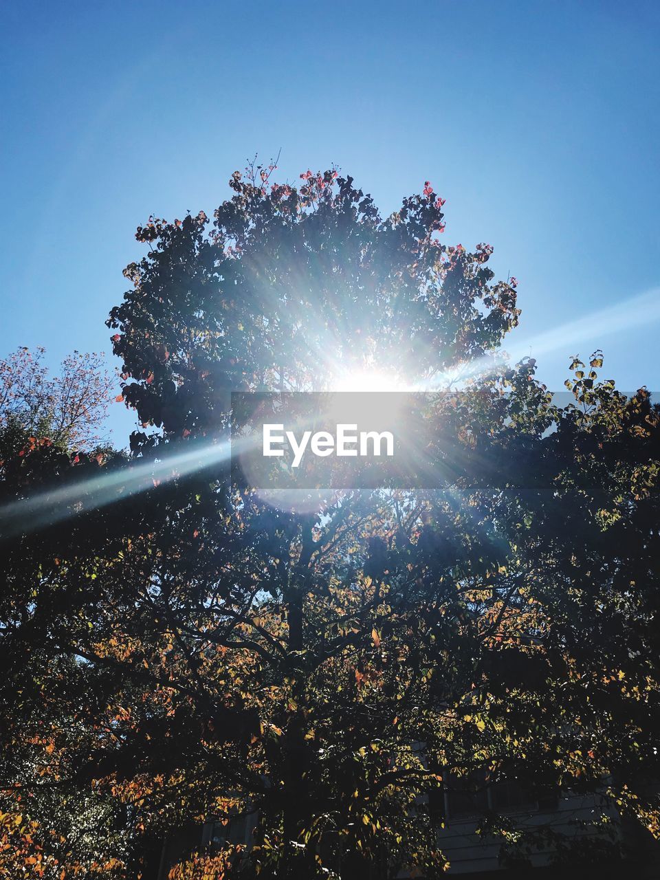 LOW ANGLE VIEW OF TREES AGAINST SKY ON SUNNY DAY