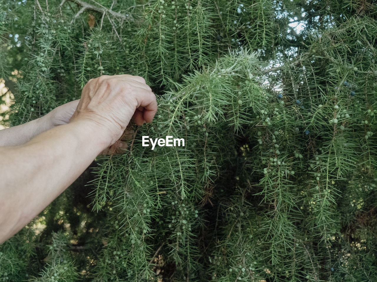 plant, hand, tree, green, one person, growth, nature, day, spruce, grass, land, outdoors, personal perspective, men, lifestyles, fir, evergreen, shrub, high angle view, leisure activity, holding, flower, close-up, finger