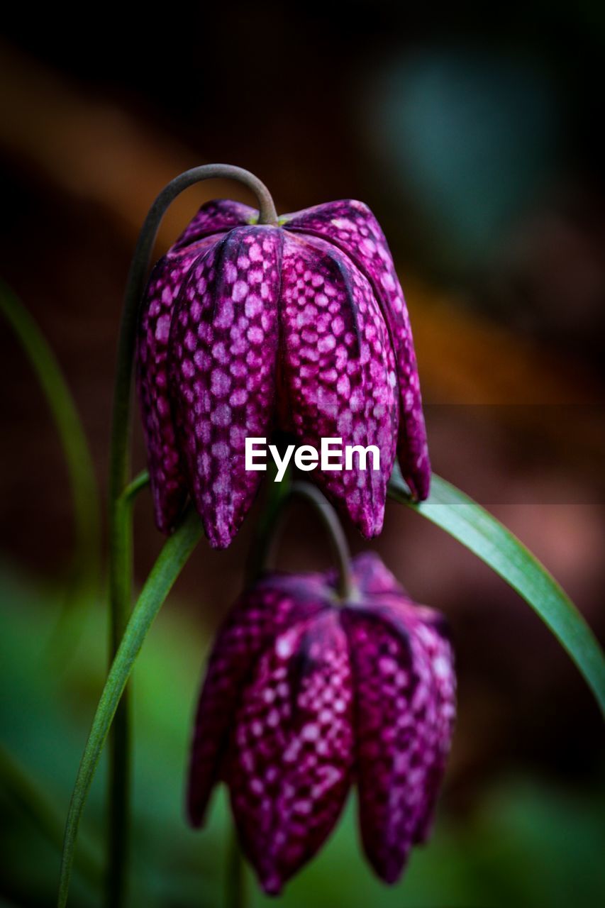 Close-up of purple flowering plant 