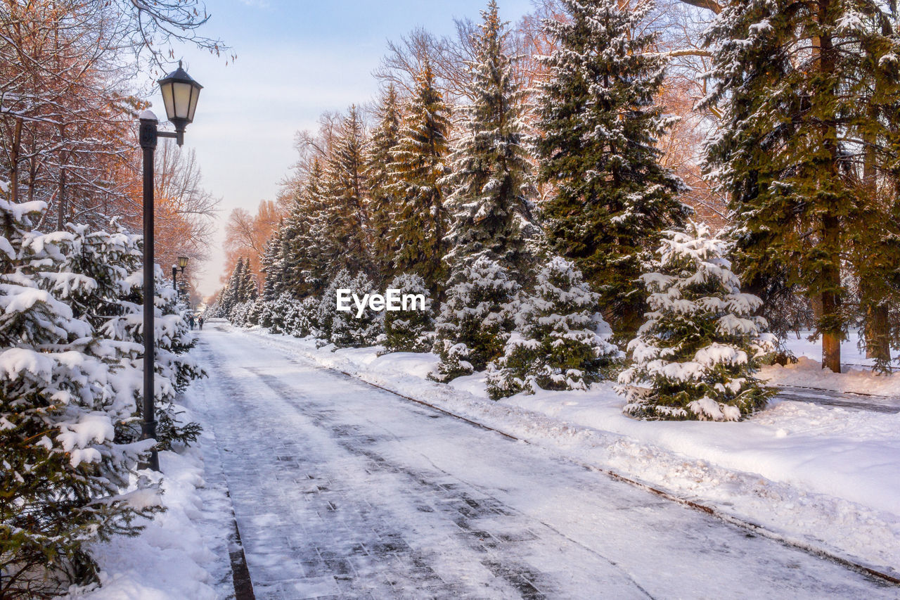 Snow covered road by trees against sky