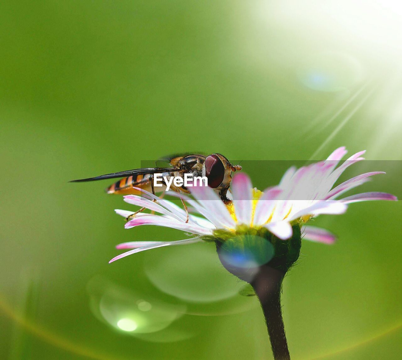 Close-up of insect on pink flower blooming outdoors