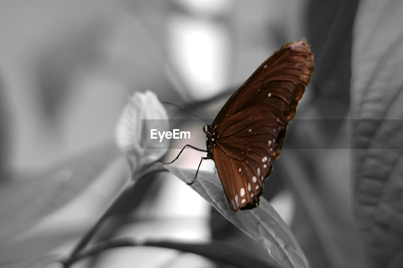 Butterfly perching on plant