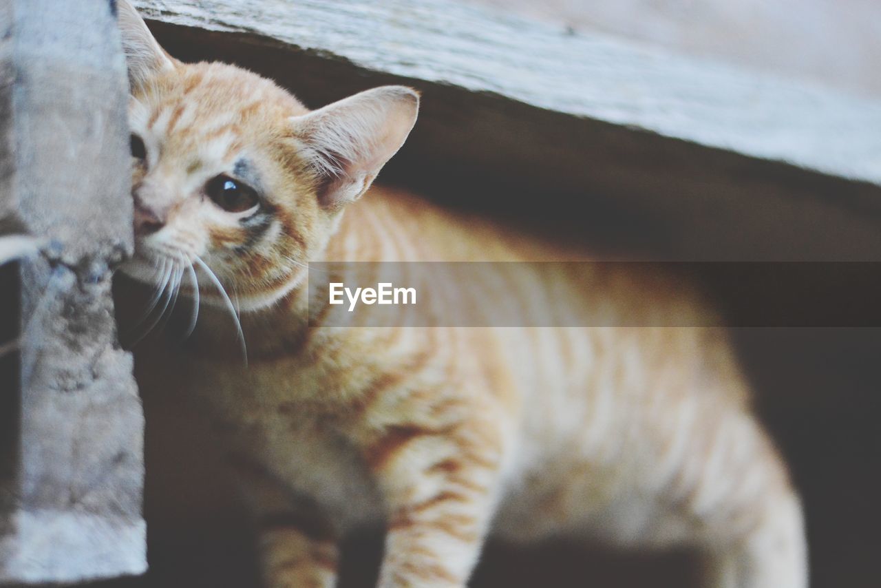 close-up portrait of cat