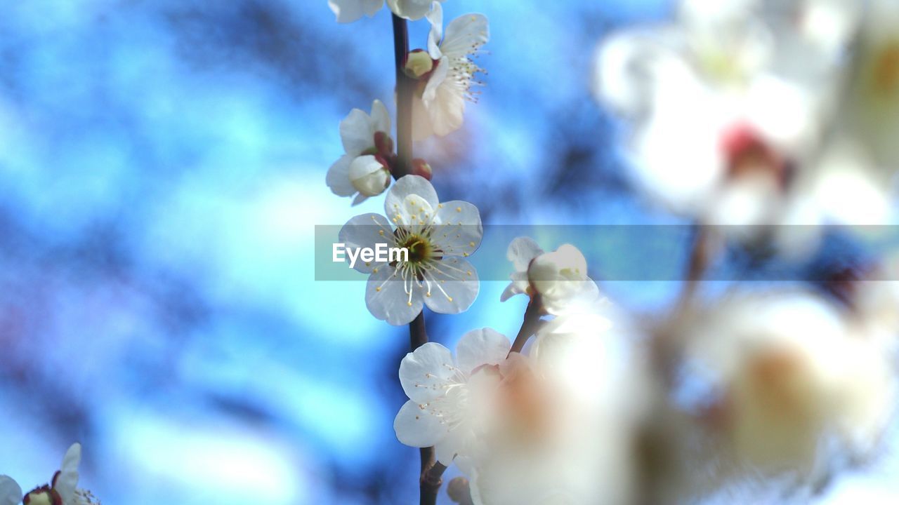 Close-up of plum blossom