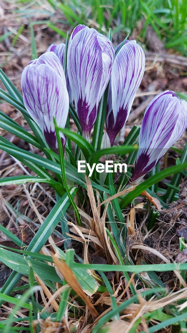 plant, flower, growth, flowering plant, beauty in nature, purple, freshness, nature, fragility, close-up, field, land, no people, grass, petal, green, day, wildflower, high angle view, plant part, inflorescence, flower head, leaf, outdoors, herb, botany, iris, springtime, focus on foreground, crocus