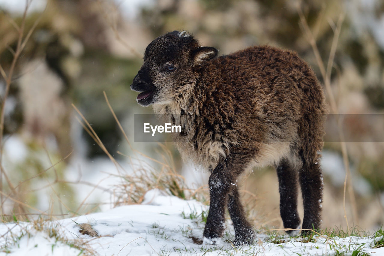 VIEW OF AN ANIMAL ON FIELD