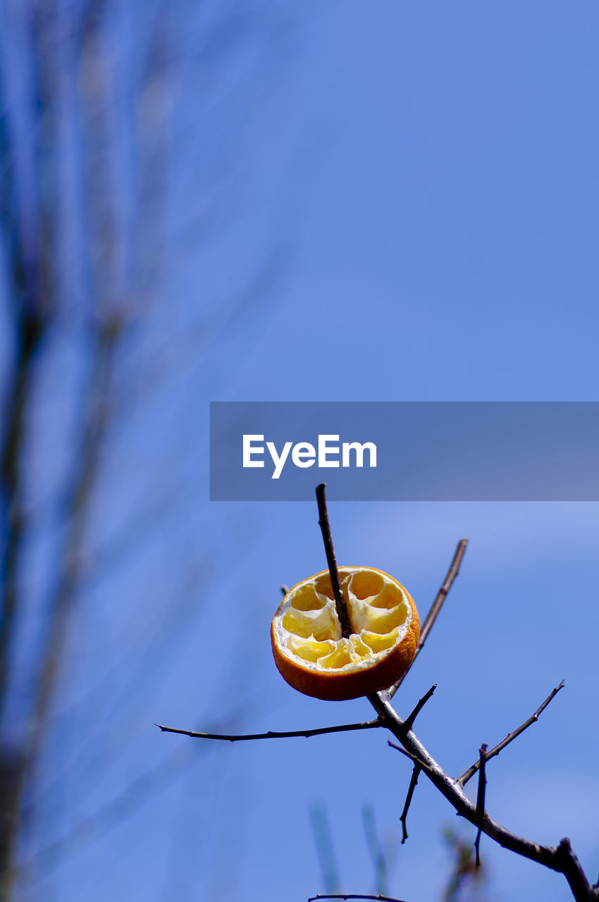 LOW ANGLE VIEW OF FRUITS ON BLUE AGAINST SKY