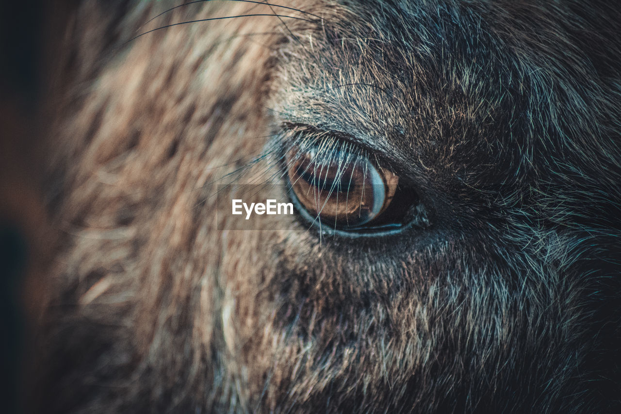 Close-up portrait of animal eye