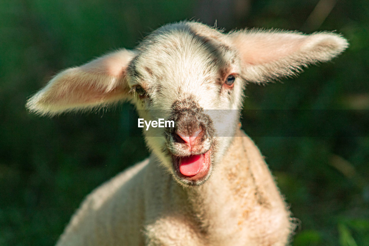 Close-up portrait of a sheep 