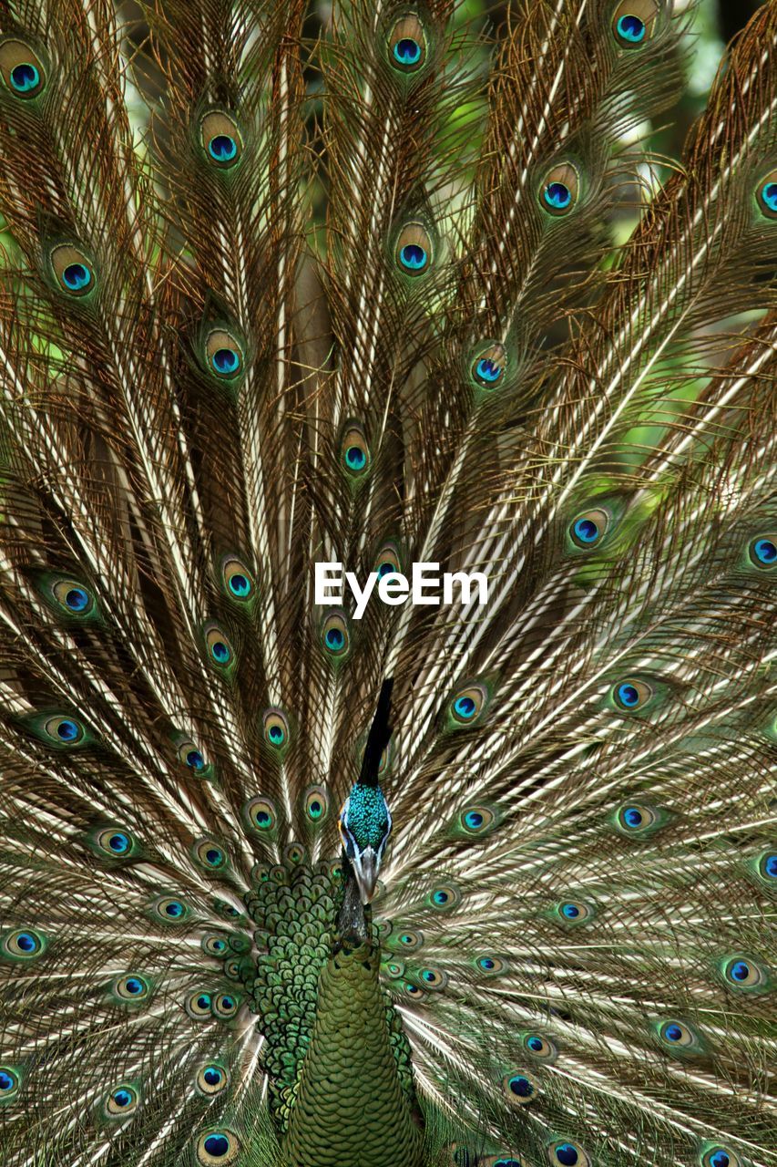 Full frame shot of peacock feathers