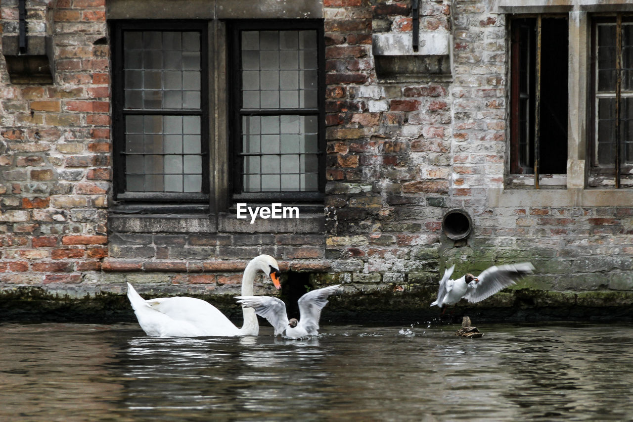 Swans in a lake