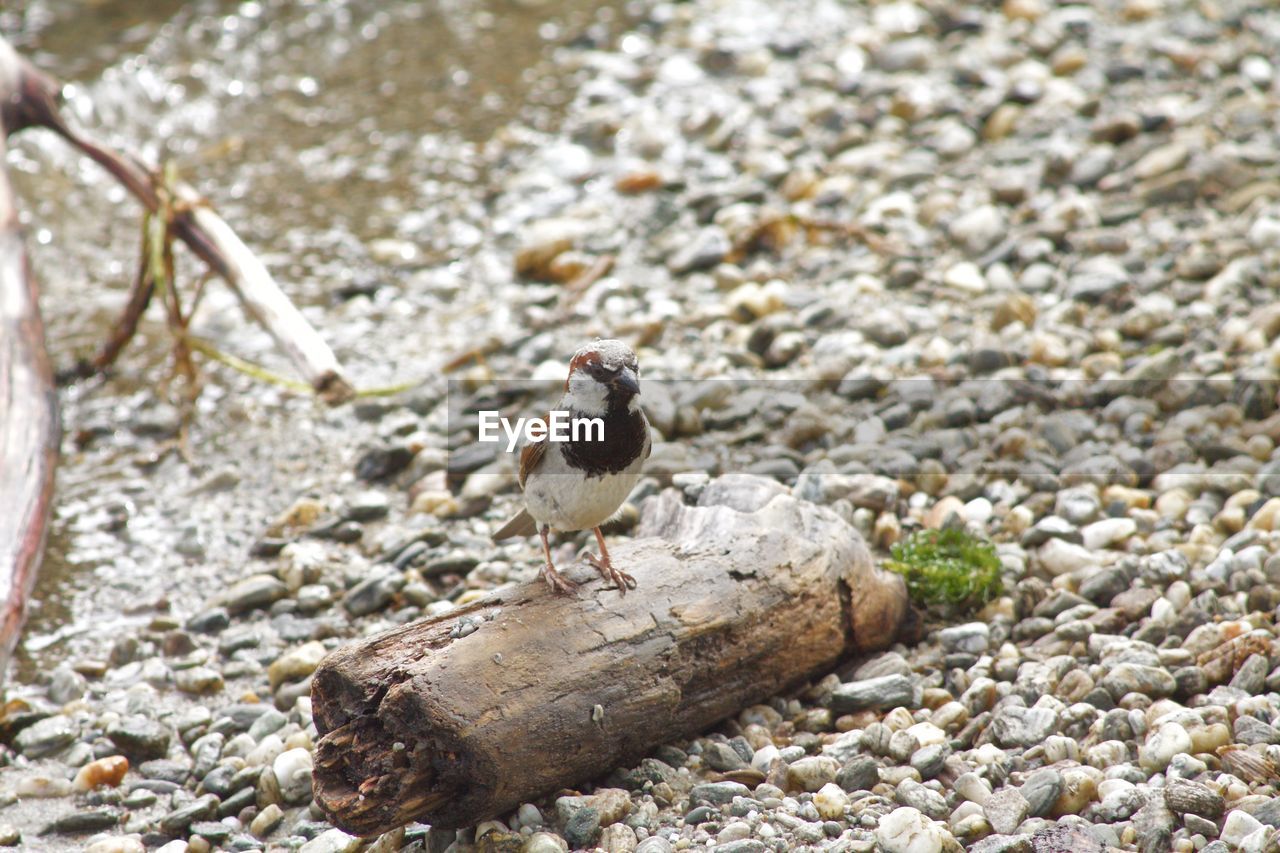 CLOSE-UP OF STONES ON ROCK