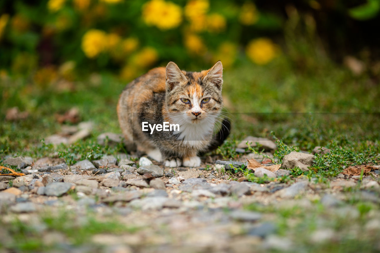 PORTRAIT OF A CAT ON GROUND