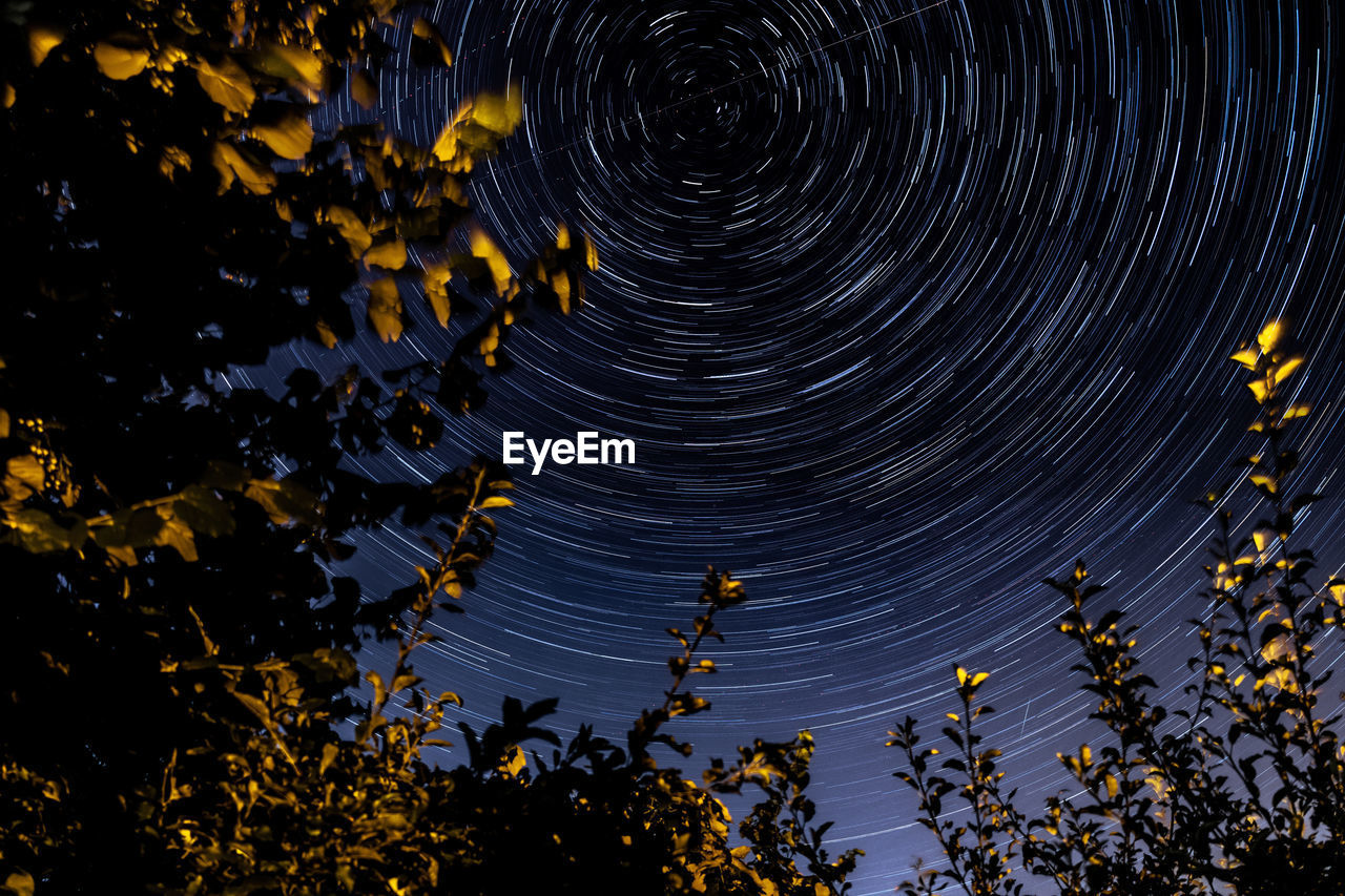 LOW ANGLE VIEW OF TREES AGAINST SKY