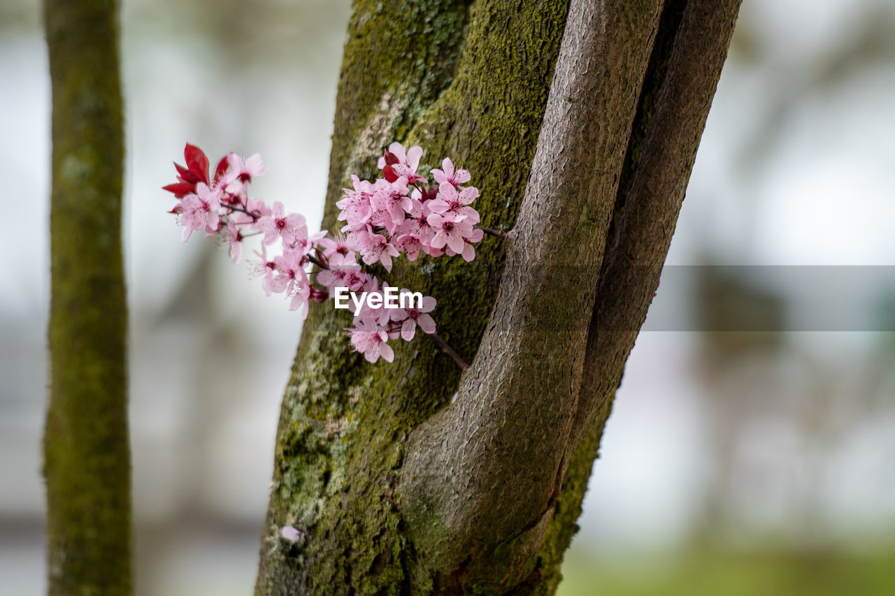 Close-up of pink cherry blossoms in spring