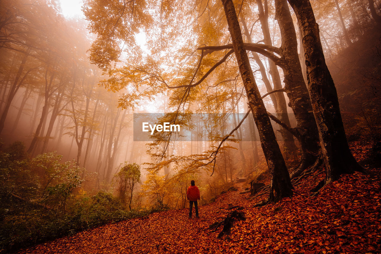 Back view of unrecognizable man walking and contemplating forest with autumn colors among fog