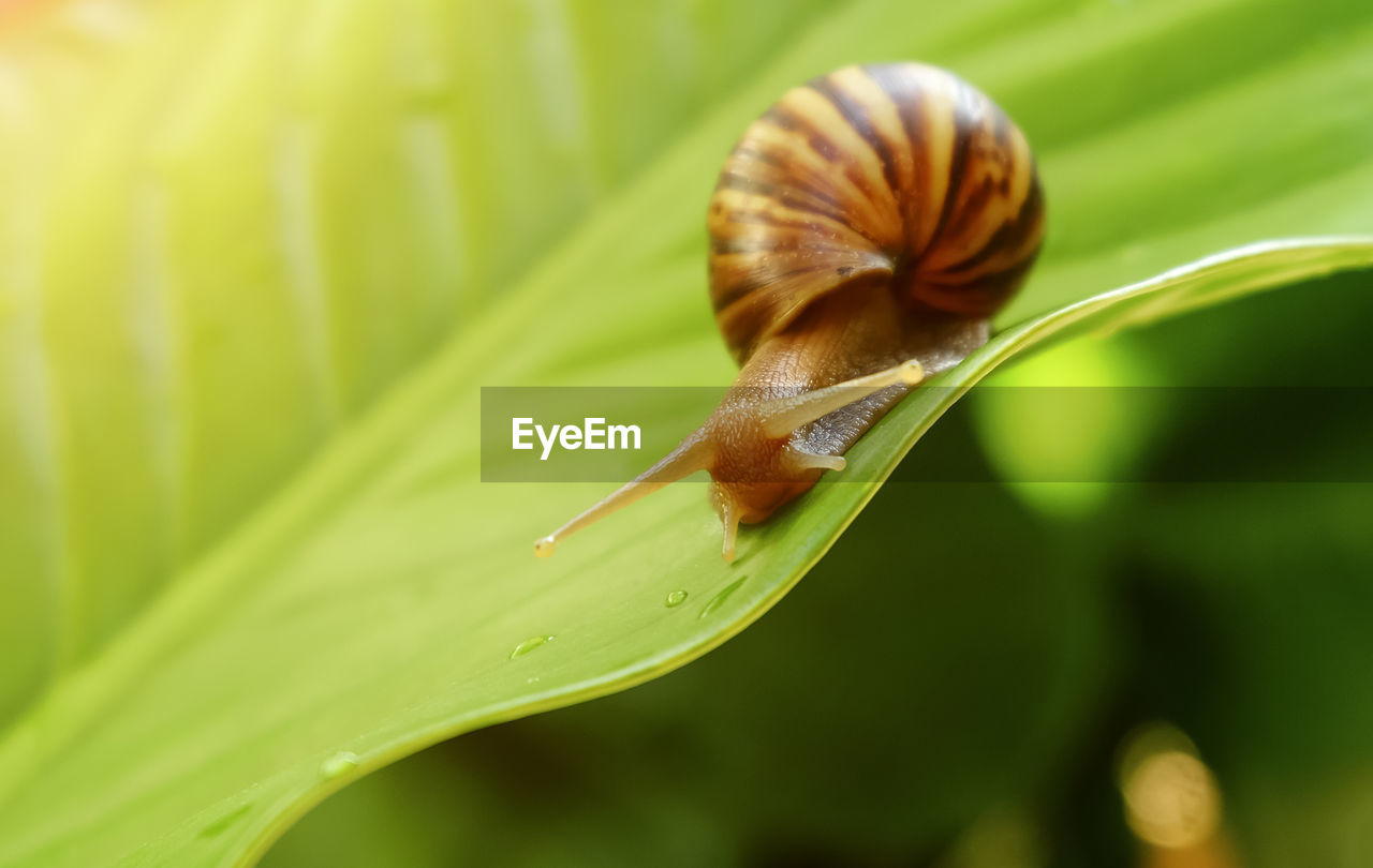 CLOSE-UP OF SNAIL ON GREEN LEAF