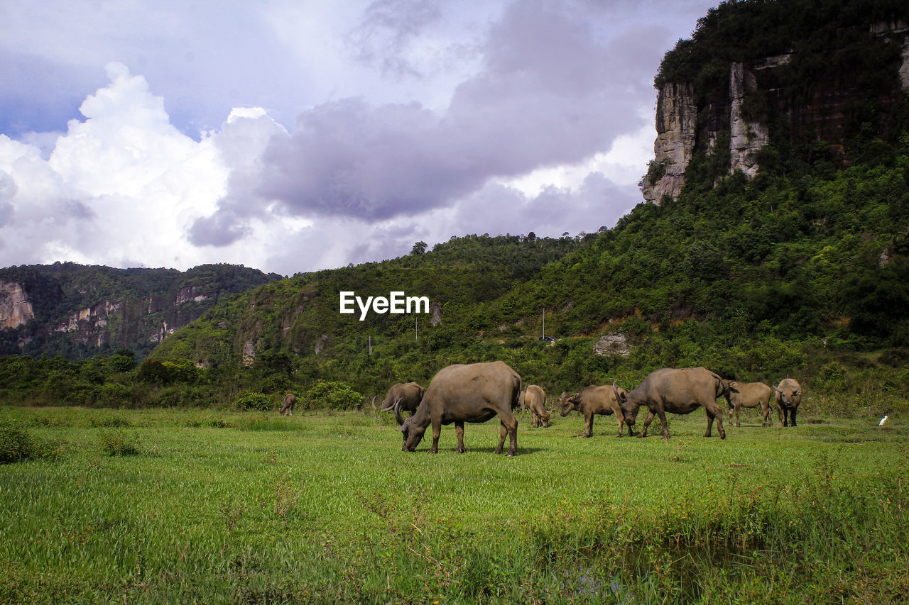 HORSES GRAZING IN THE FIELD