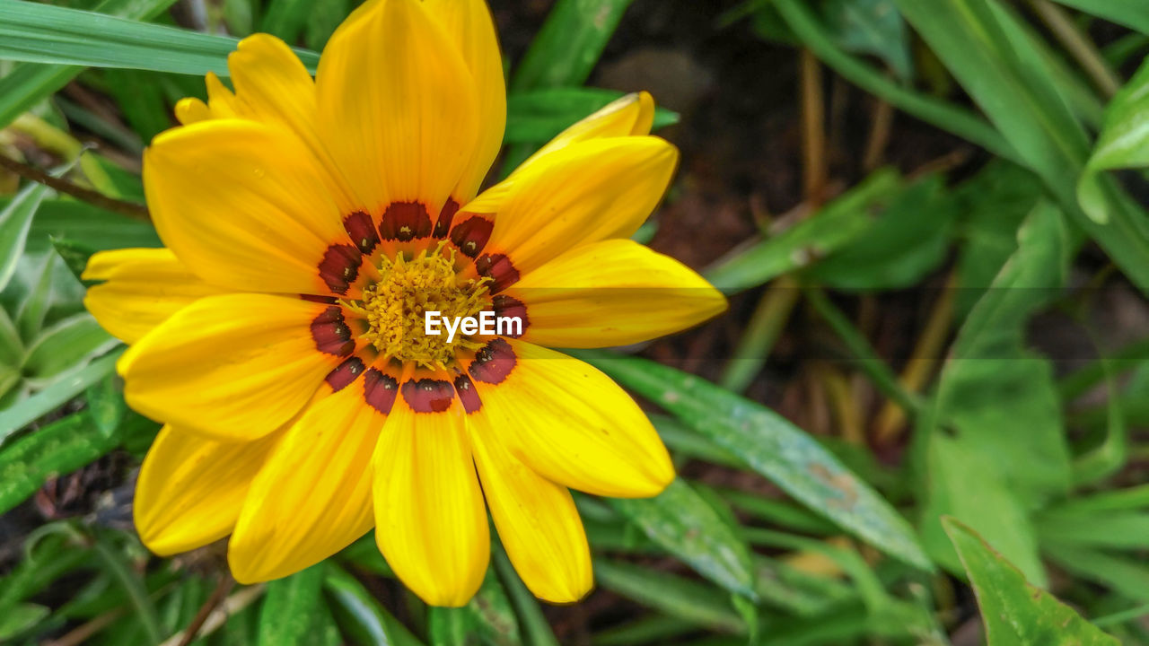 HIGH ANGLE VIEW OF YELLOW FLOWERING PLANTS