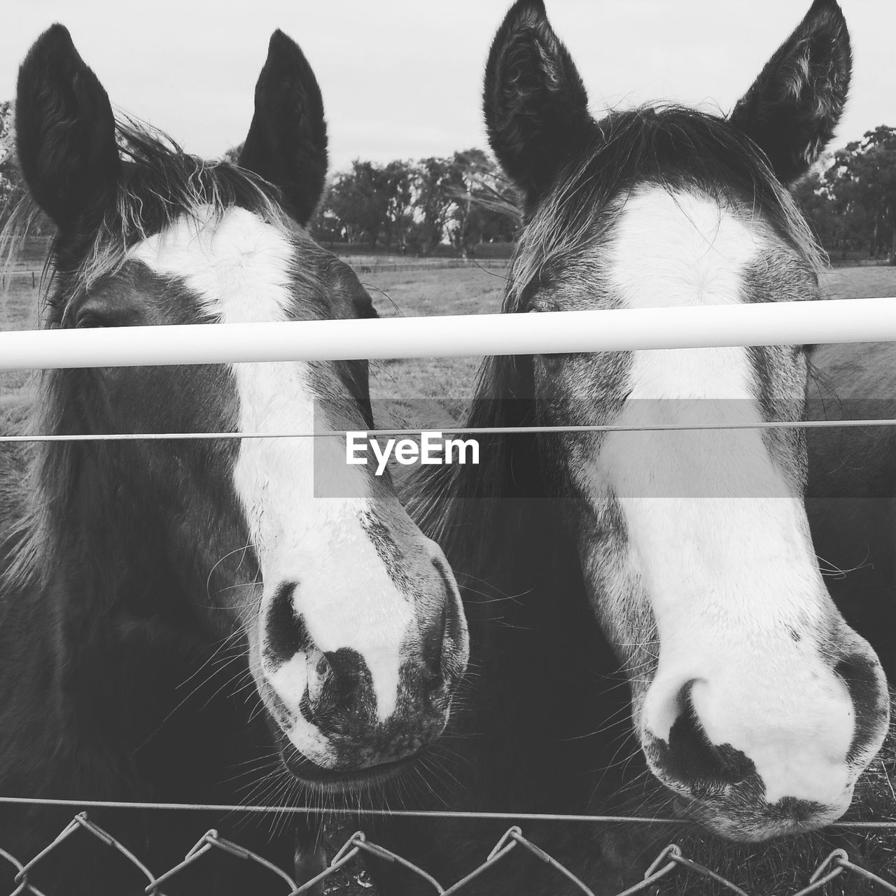 Close-up of horse at fence on field