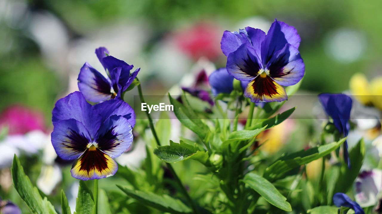 CLOSE-UP OF CROCUS BLOOMING OUTDOORS