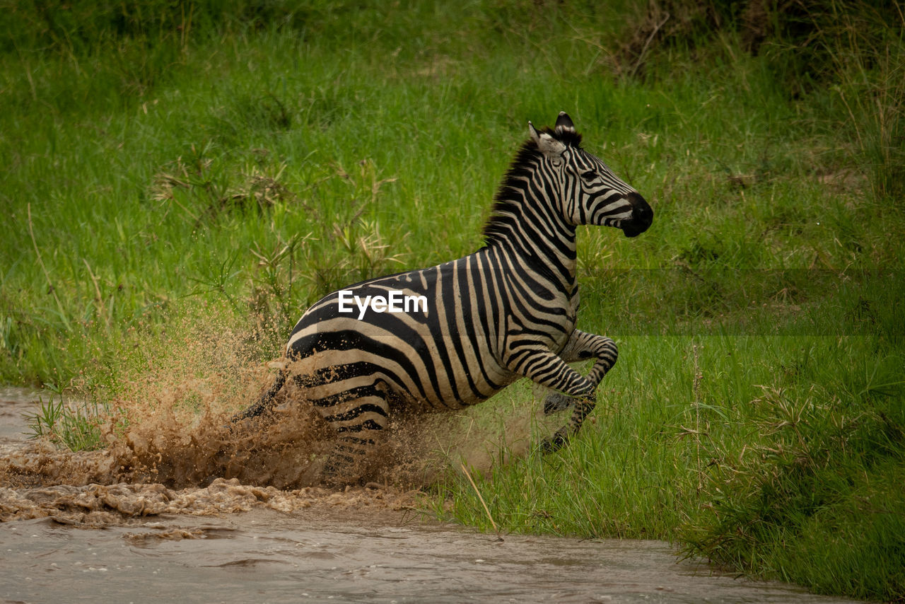 Plains zebra jumps from river onto bank