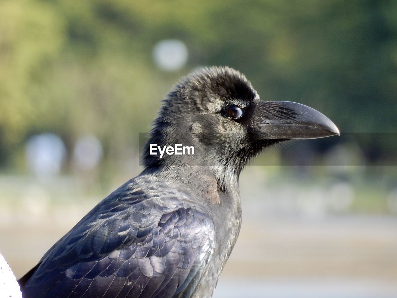 Close-up of a bird looking away