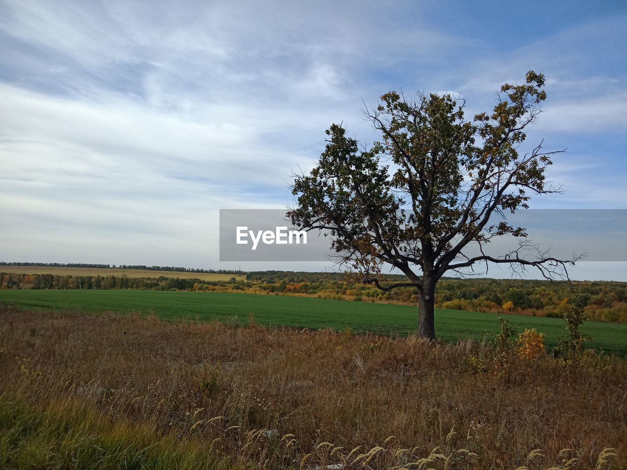 TREE ON FIELD