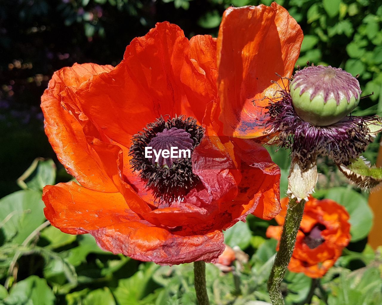 CLOSE-UP OF WATER DROPS ON ORANGE FLOWERS BLOOMING OUTDOORS