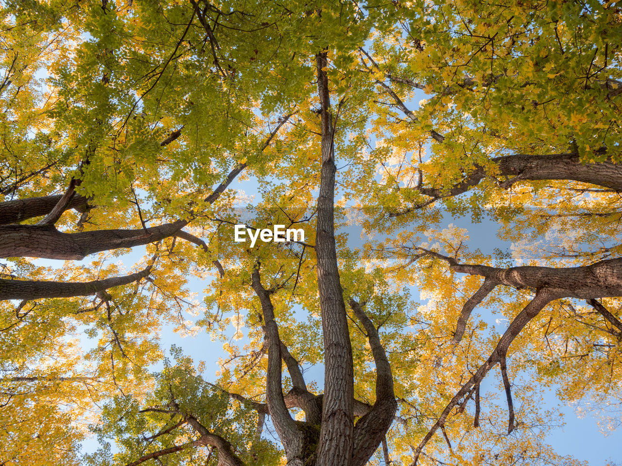 Low angle view of trees during autumn