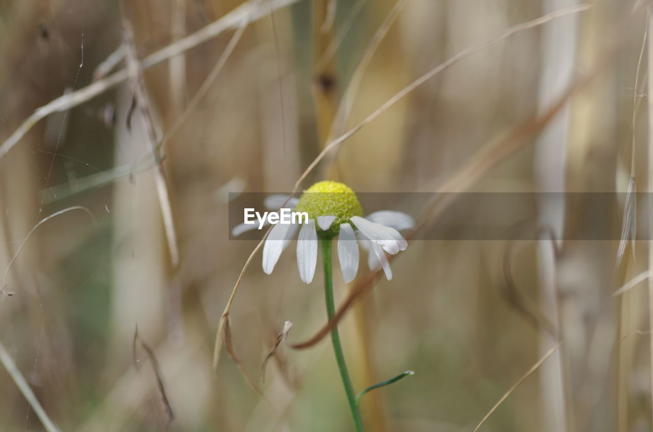 Close-up of white flowering plant