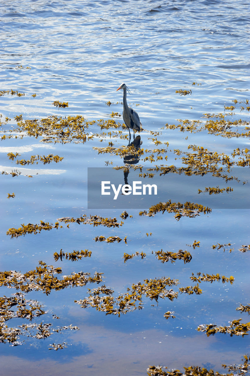 HIGH ANGLE VIEW OF BIRD ON LAKE