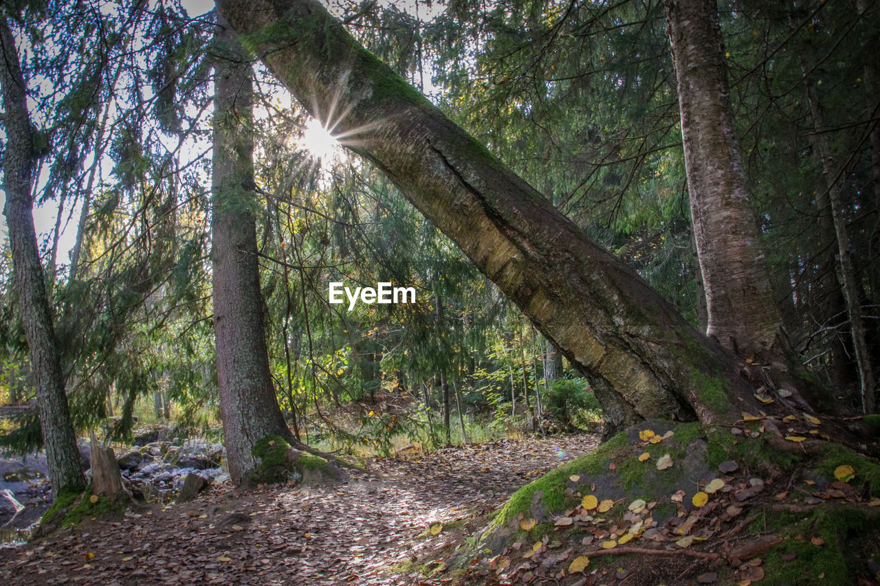 Trees in forest in kotka, finland