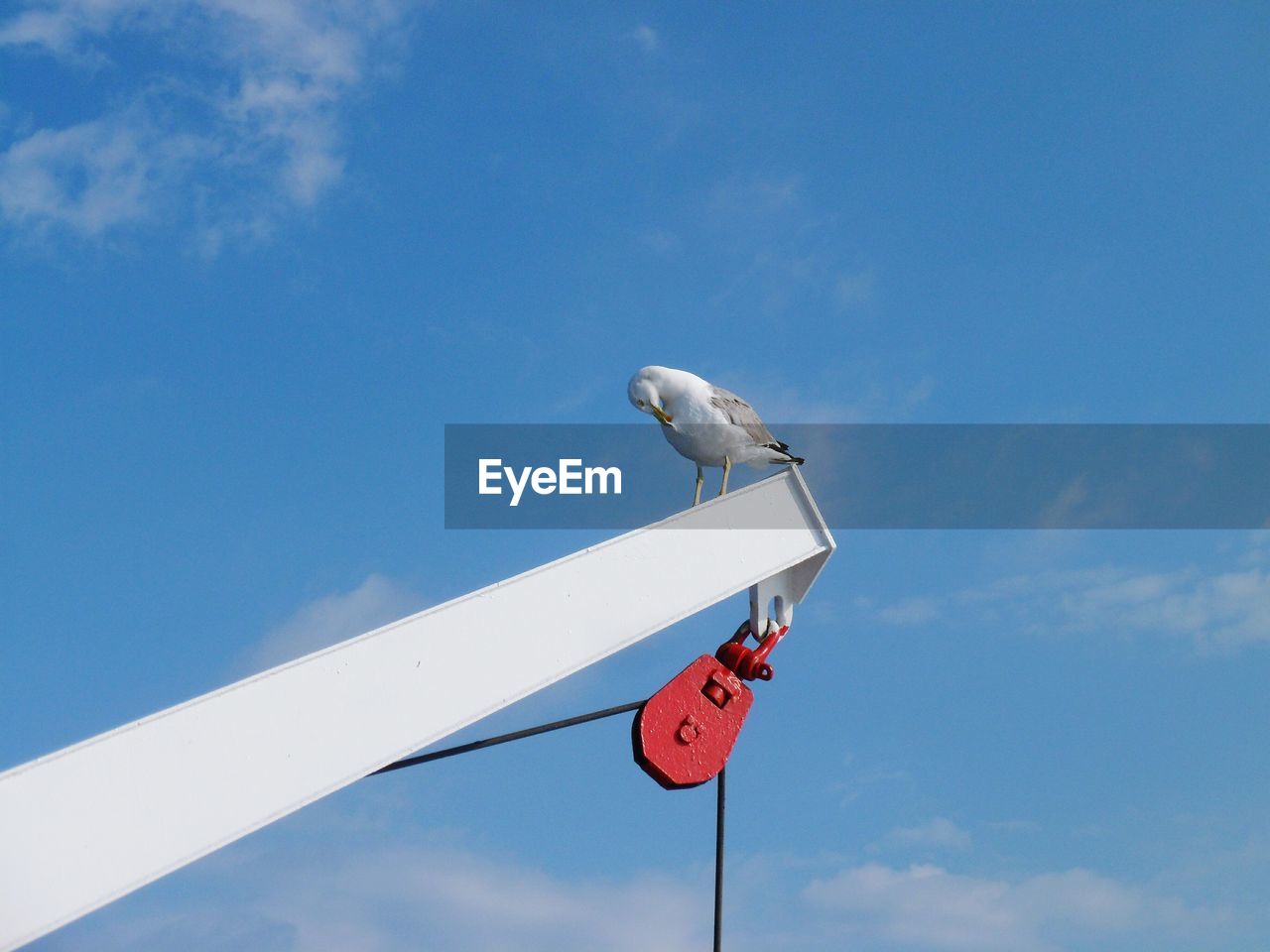 Low angle view of bird perching on pole against sky