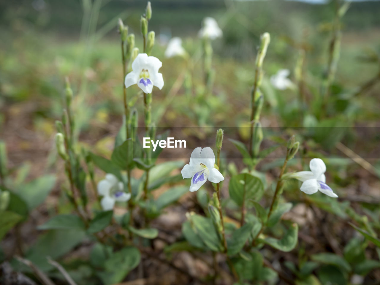 CLOSE-UP OF WHITE FLOWERING PLANTS ON LAND