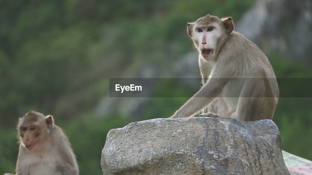 Monkey sitting on rock