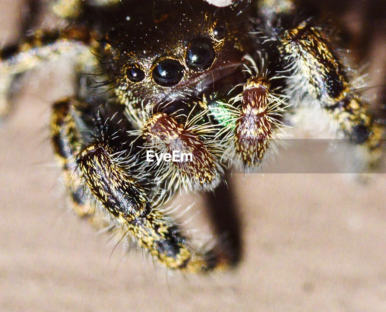 CLOSE-UP OF SPIDER ON PLANT