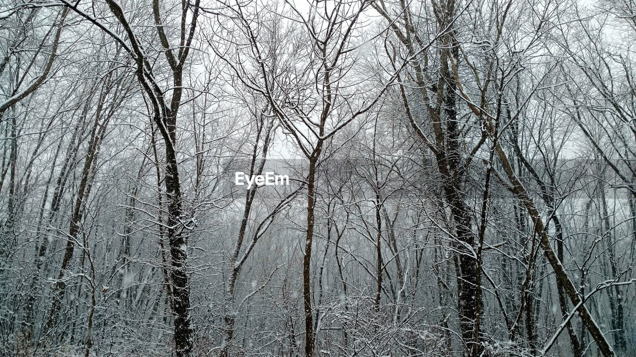 BARE TREES IN FOREST