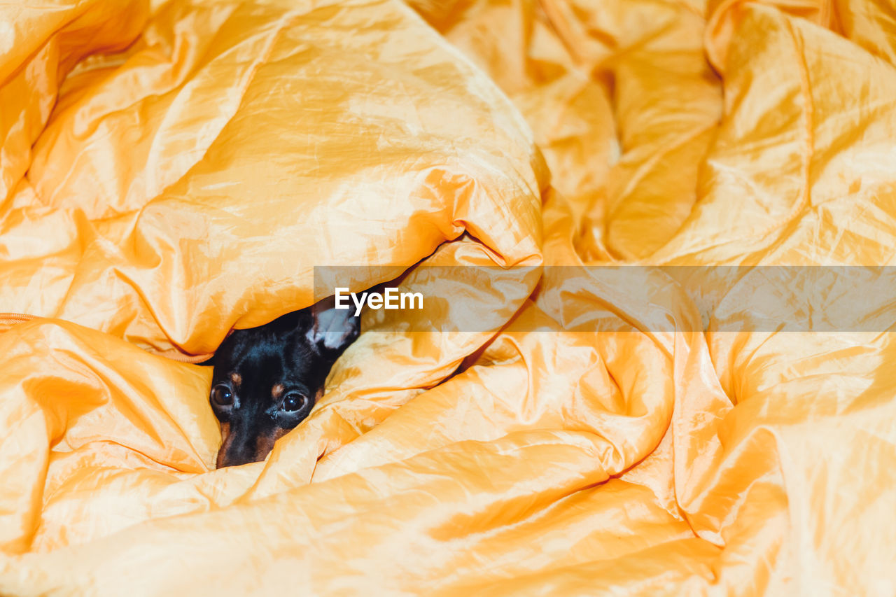 Close-up portrait of dog amidst blanket on bed