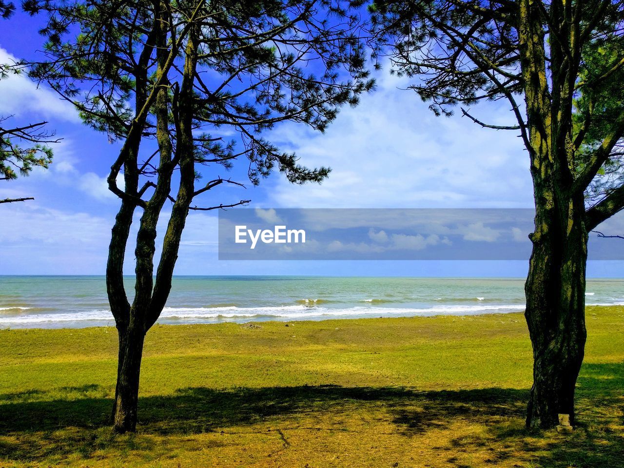 TREE ON SHORE AGAINST SKY