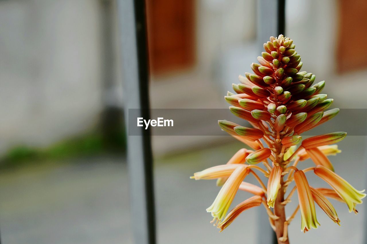 CLOSE-UP OF FLOWERING PLANT