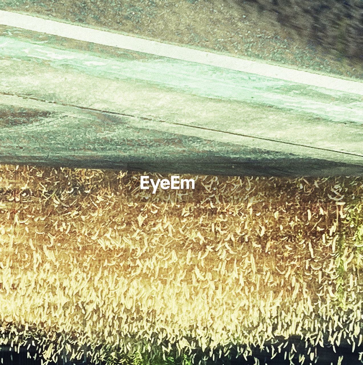 CLOSE-UP OF CORN FIELD