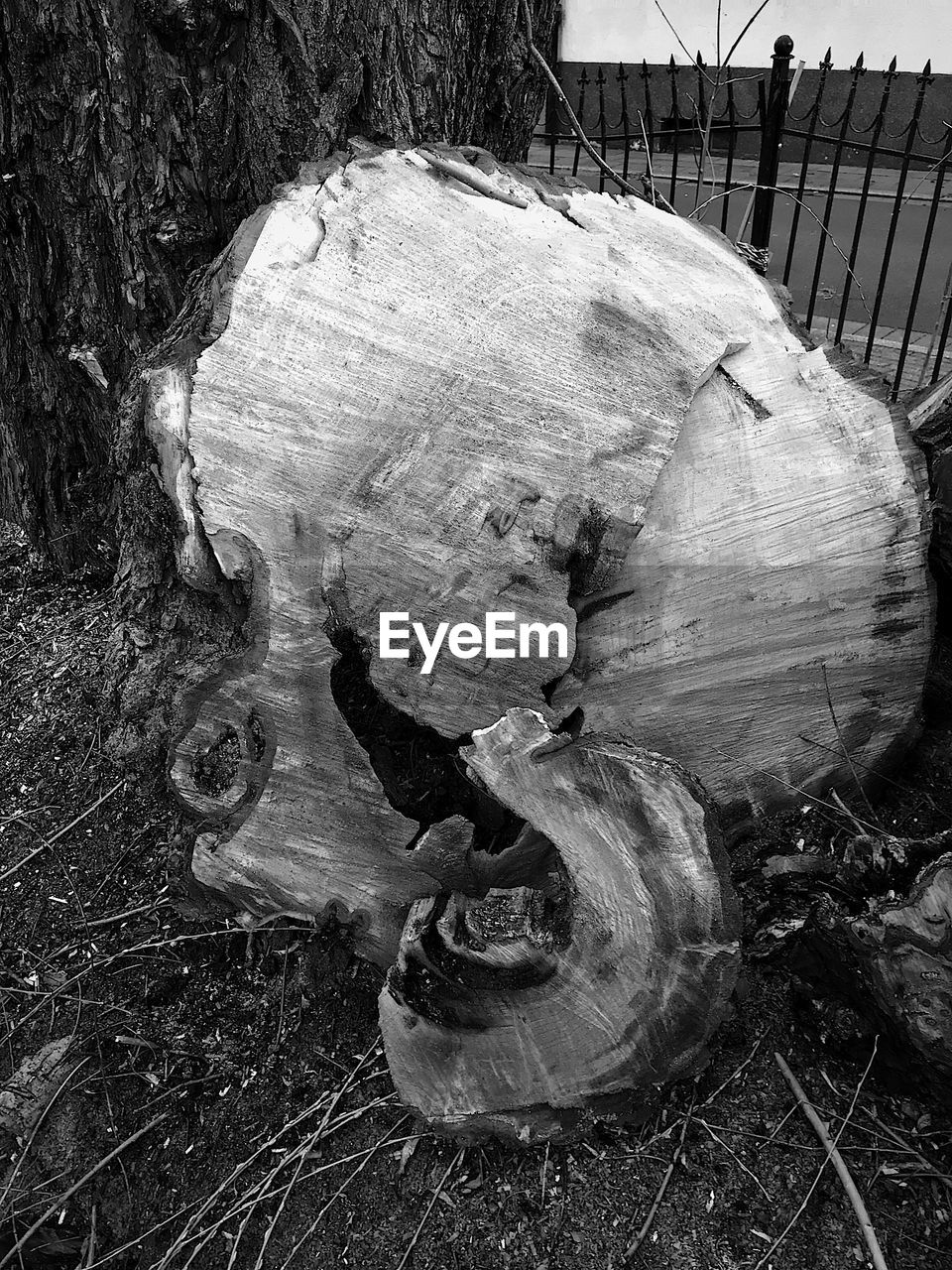 CLOSE-UP OF TREE STUMP IN FIELD