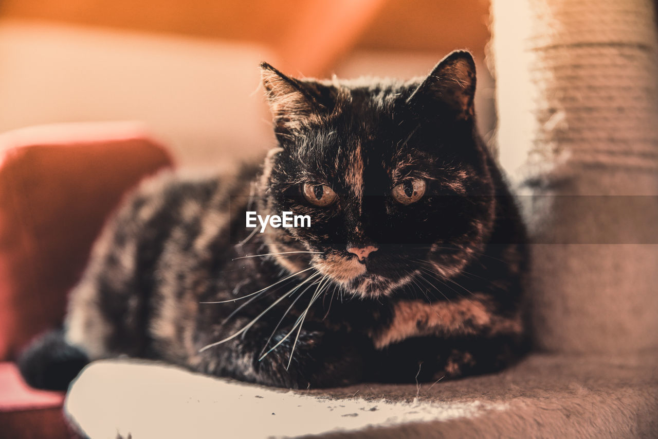 Beautiful cat at home. closeup portrait of a pet relaxing. straight ears vibrissae and tender paws. 