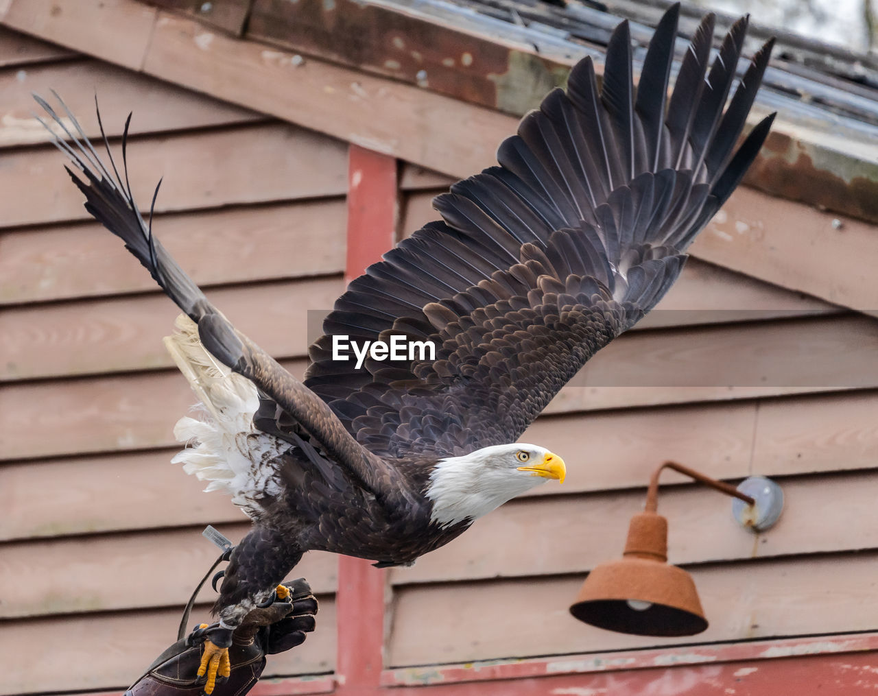 Bald eagle, scientific name haliaeetus leucocephalus , departing from the hand of the falconer 